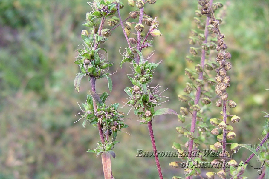 Ambrosia Artemisiifolia